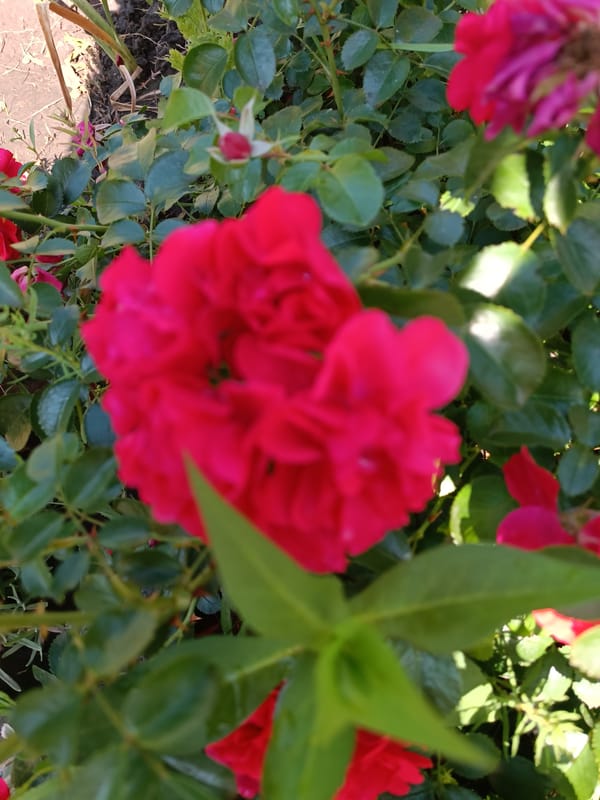 Roses, a dragonfly, and quiet garden details up close