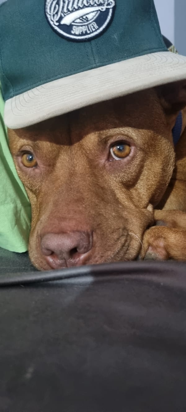 Dog photographed wearing various baseball caps in casual session