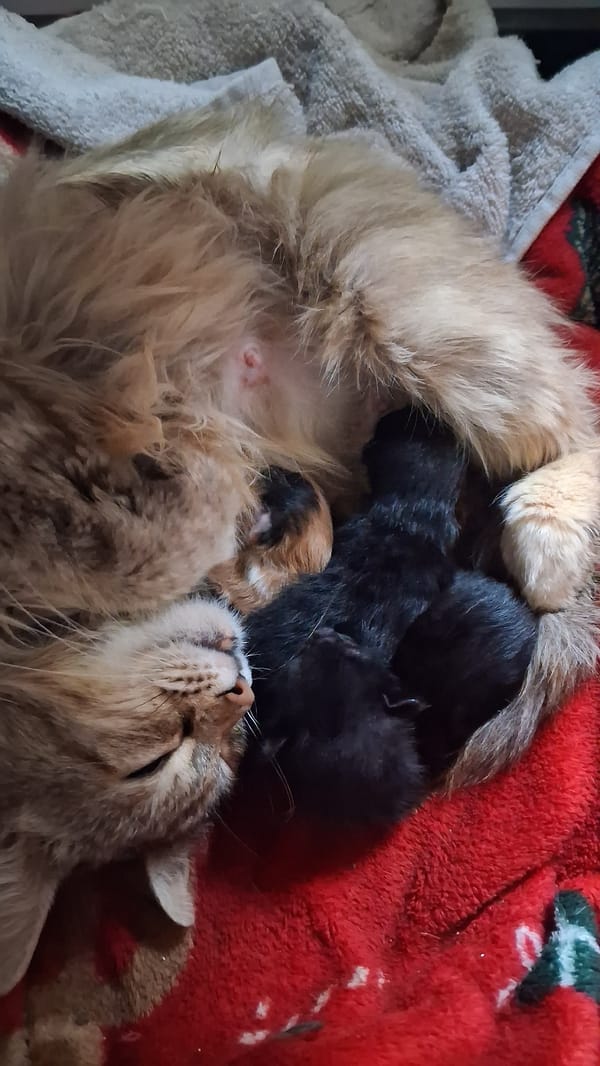 Cat births kittens, cockatiel spotted in Gotse Delchev home