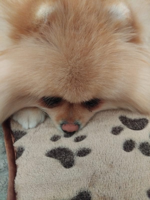 Pomeranian dog enjoys morning nap in Apriltsi, Bulgaria