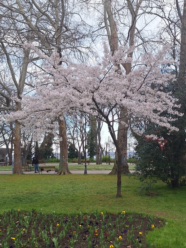 Spring blossoms bloom in Varna park