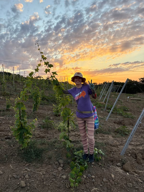 Sunset vineyard visit in Crimea, casual and unhurried