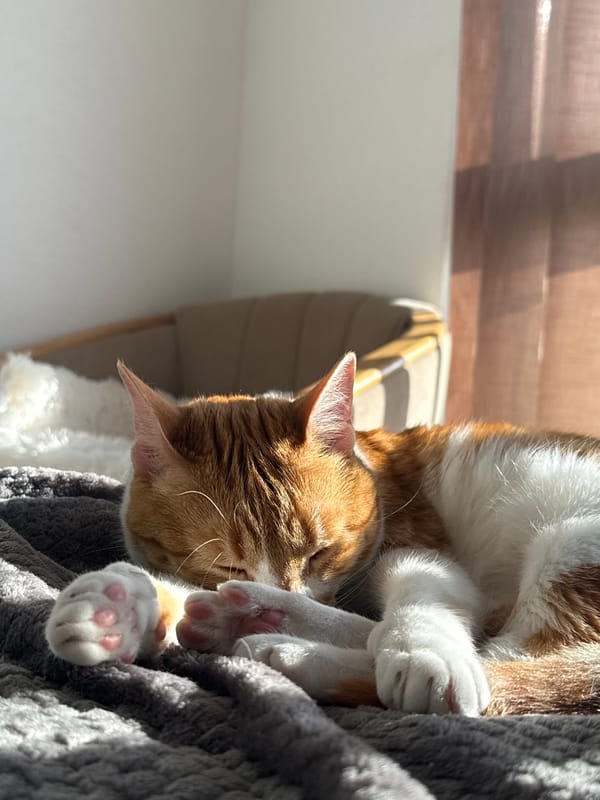 Backyard barbecue documented in Bar, Montenegro residential area