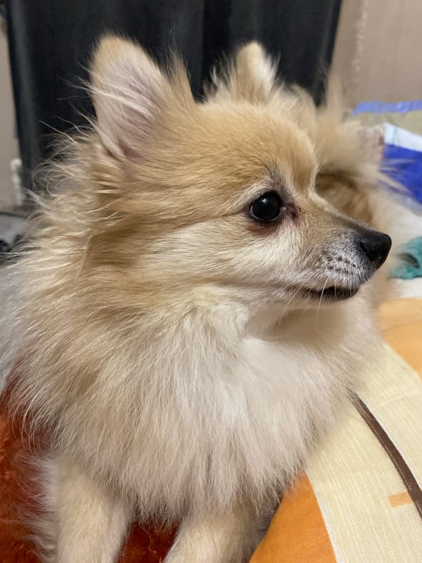 Pomeranian Dog Photographed Resting on Cushions in Varna
