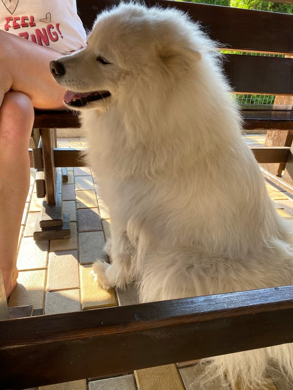 An afternoon with two Samoyed dogs on a sunny patio