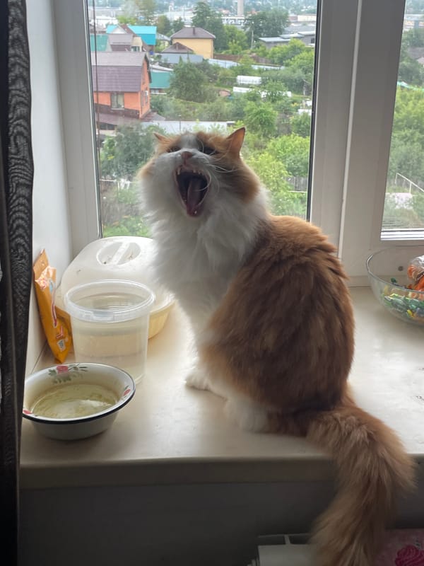 Cats and selfies from a quiet afternoon at home in Votkinsk