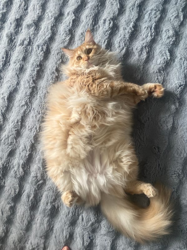 Cat lies on back with paws up in Artyom