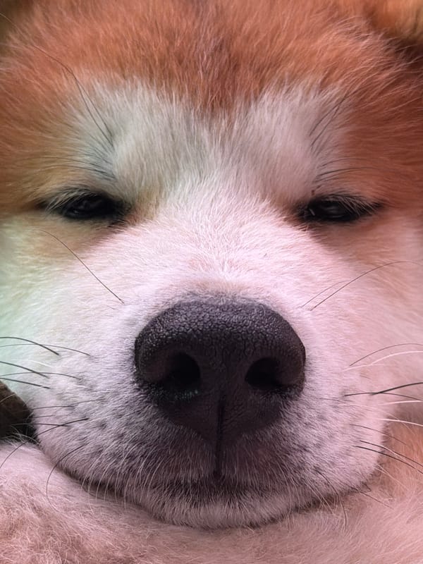 Dog photos and car selfie captured in Chaikovsky, Russia