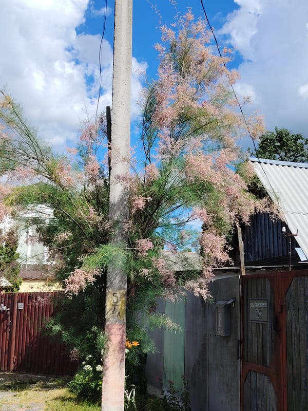 Tamarix tree blooming beside a fence in Homyel