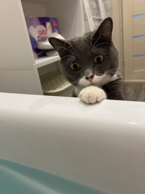 Cat perches on bathroom sink edge in Tyumen