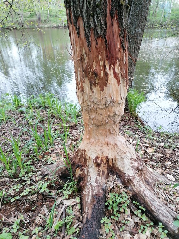Forest walk documented along waterfront trails and wooden bridges