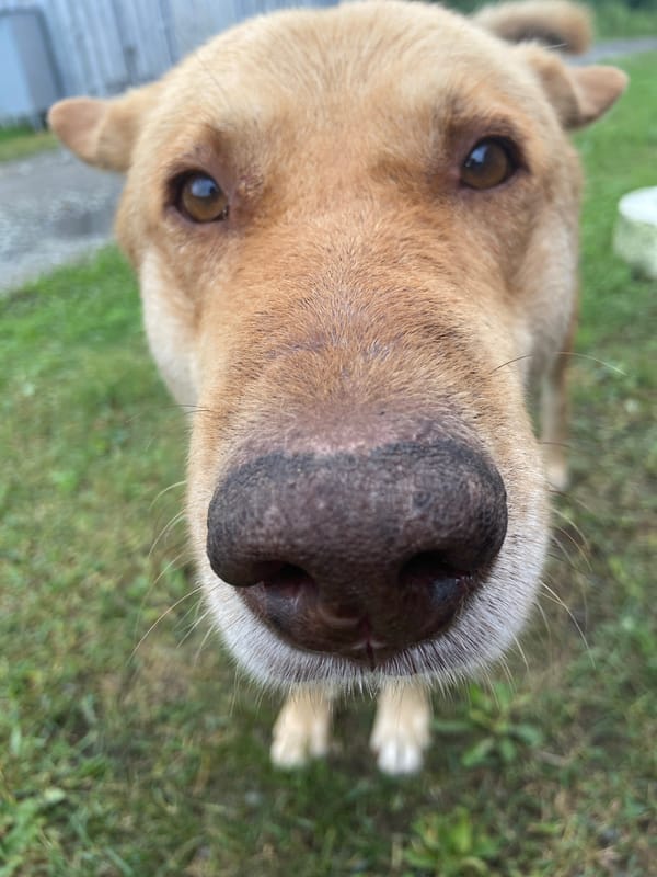 Nose-to-lens with a tan dog in Kraskino