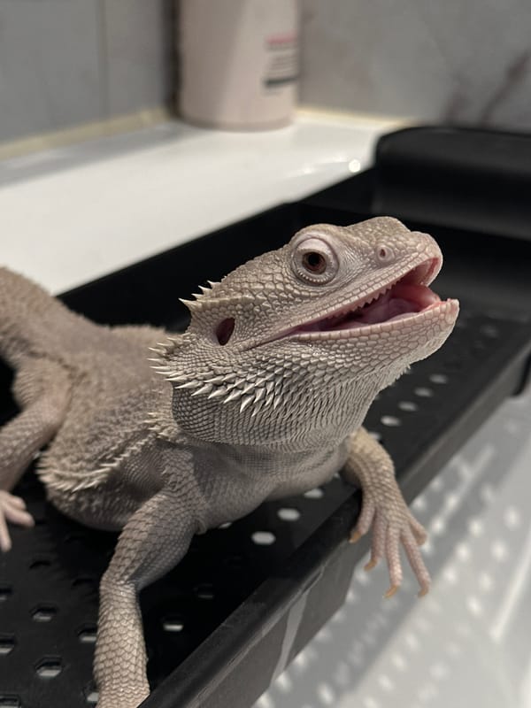 Bearded dragon drinks from water bottle in Khimki
