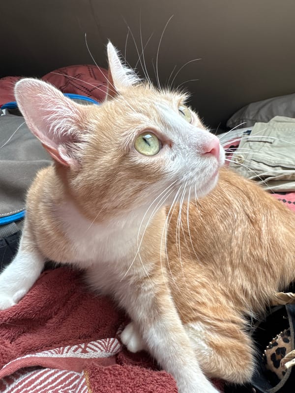 Orange tabby cat lounging on a blanket in Wattrelos
