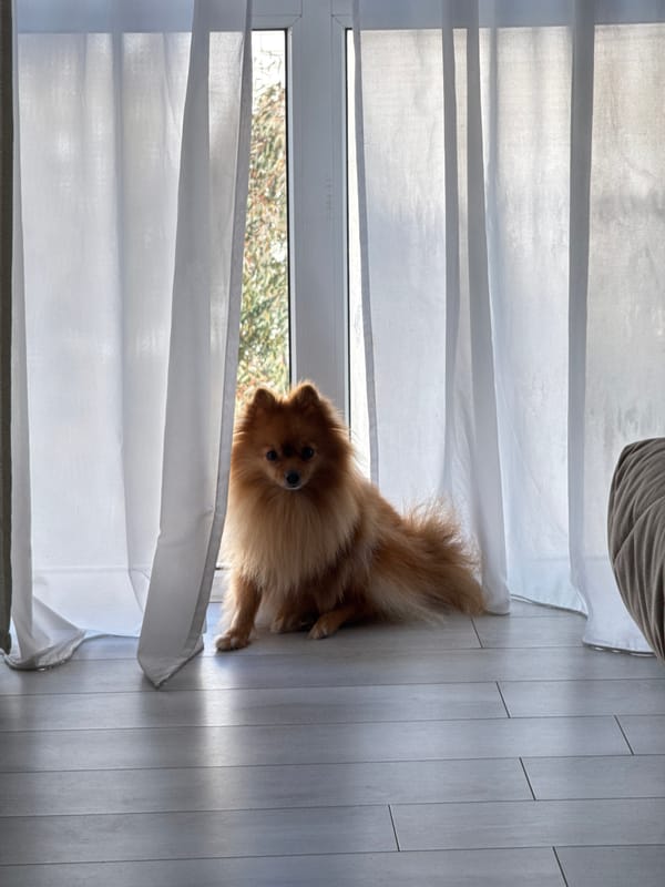 Pomeranian dog spotted near window in Sirius, Russia