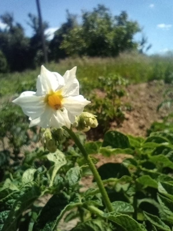 Gardens, pets, and everyday backyard life on a summer morning