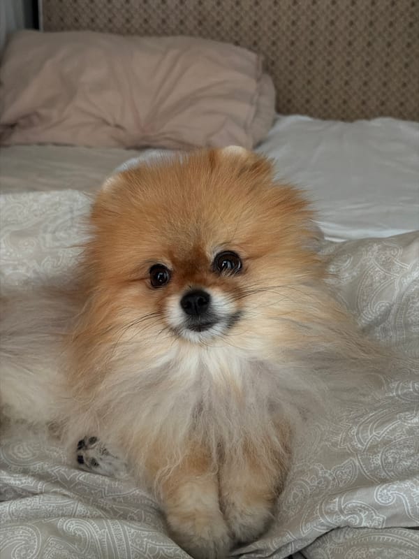 Pomeranian dog photographed resting on bed in Khimki