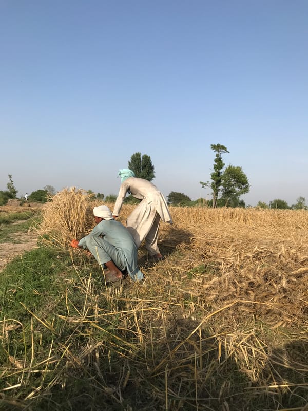 Two workers labor in ripe wheat field