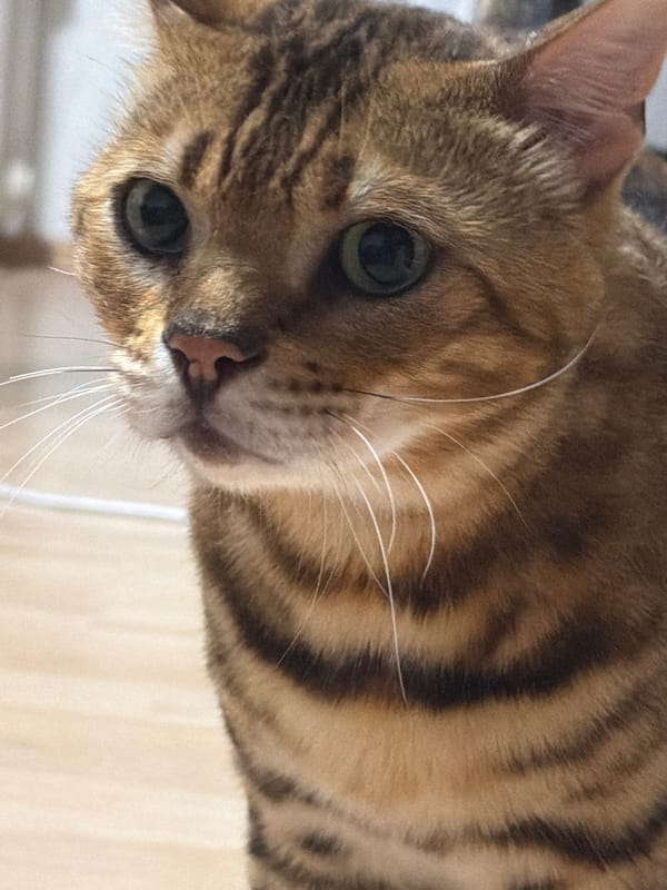 Bengal cat close-ups in Garmisch-Partenkirchen, fur and face details