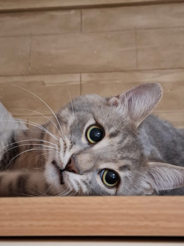 Grey tabby cat photographed in playful indoor poses