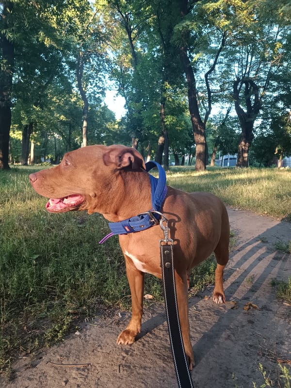 Pit bull on a leash in a sunlit Zaporizhzhia park