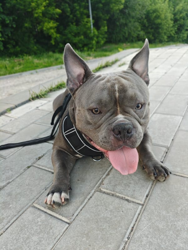 Dog walks and rests on Ulyanovsk walkways