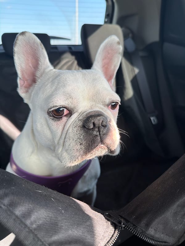 French Bulldog spotted in car near Bulgarian gas station
