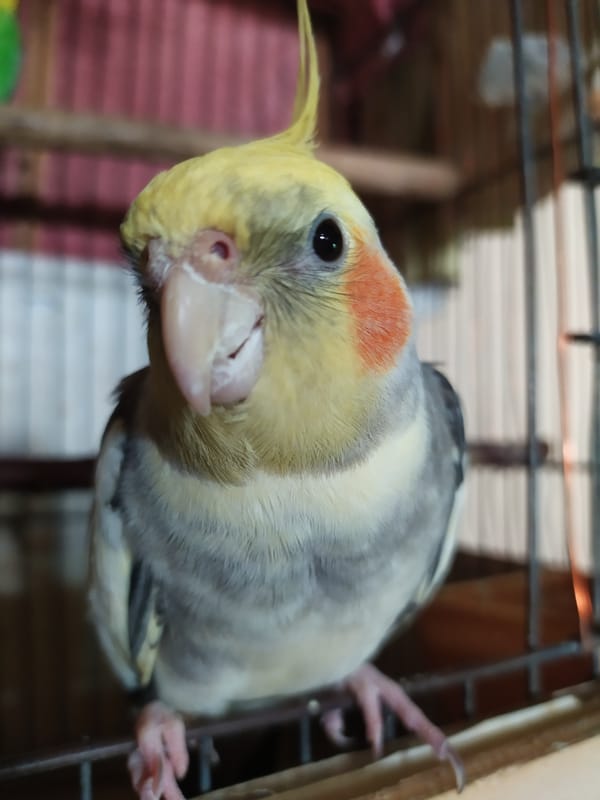Cockatiels at home in Bilajari, up close and in detail