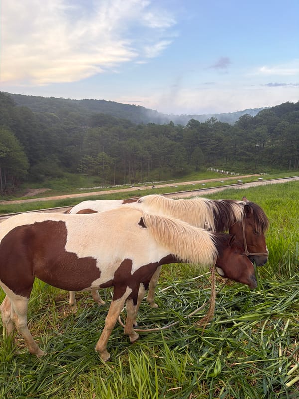 Piebald horses grazing in Da Lat's green hillside meadows