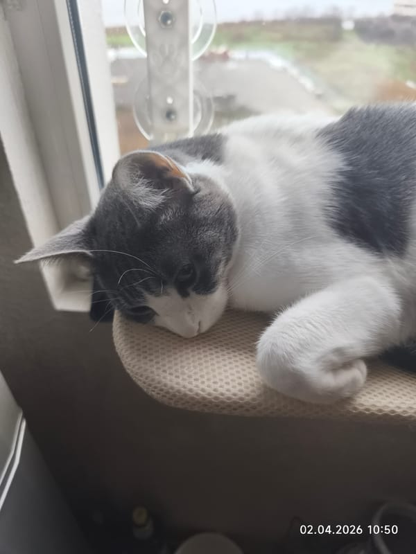 Domestic cat activities and coastal views in Pomorie Bulgaria
