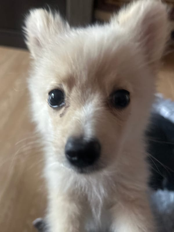 Fluffy puppy close-up in Tankovo, Bulgaria
