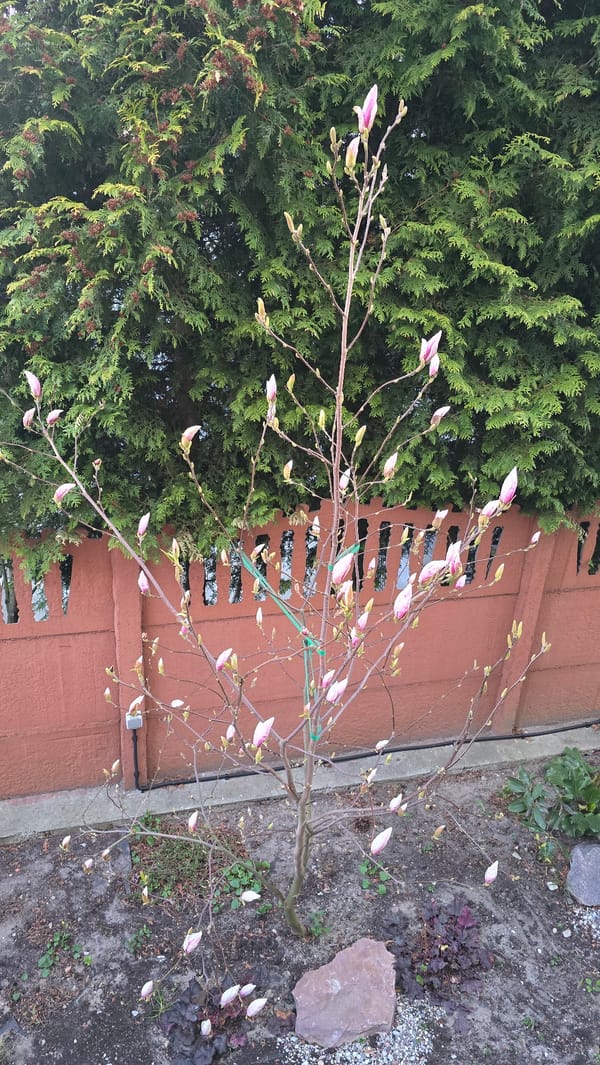 Magnolia tree blooms pink buds in Kaliningrad garden
