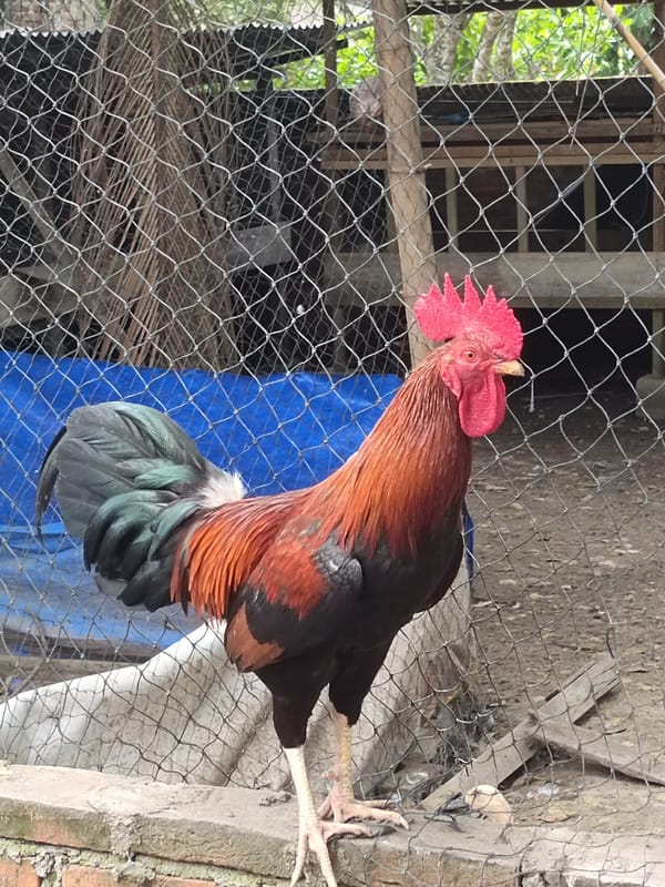 Backyard poultry life in rural Aceh, Indonesia