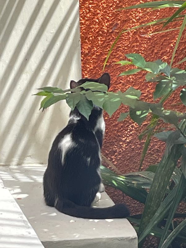 Morning domestic moments with cats documented in Denpasar home