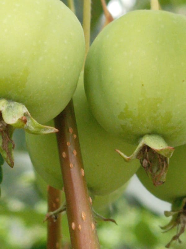Summer garden in Artyom: fruit, vines, and wildflowers up close