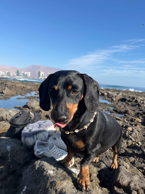 Dachshund in decorative necklace photographed at coastal overlook