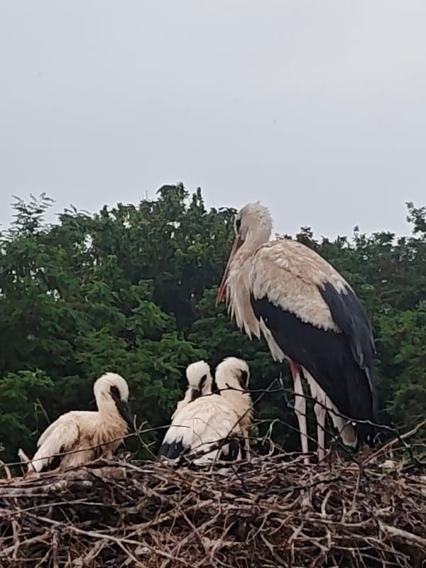 White stork and three chicks in a shared nest