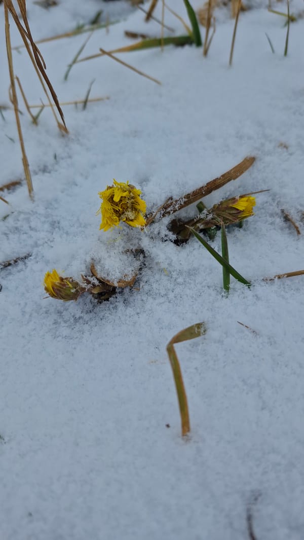 Winter morning documented in Otchor, Russia through personal memories