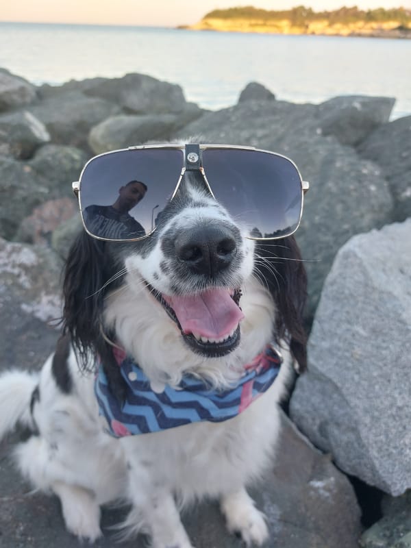 Dog in sunglasses poses on Bulgarian coast rocks