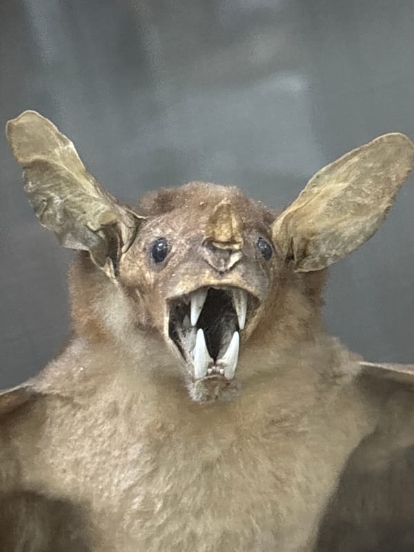 Museum visitors view taxidermied wildlife exhibits in Saint Petersburg