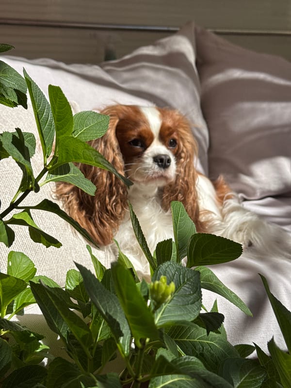 Cavalier King Charles Spaniel rests on furniture in Budva