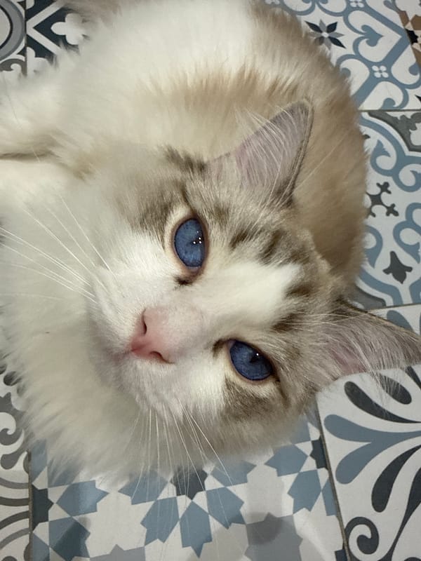 Ragdoll cat photographed in two poses during morning session