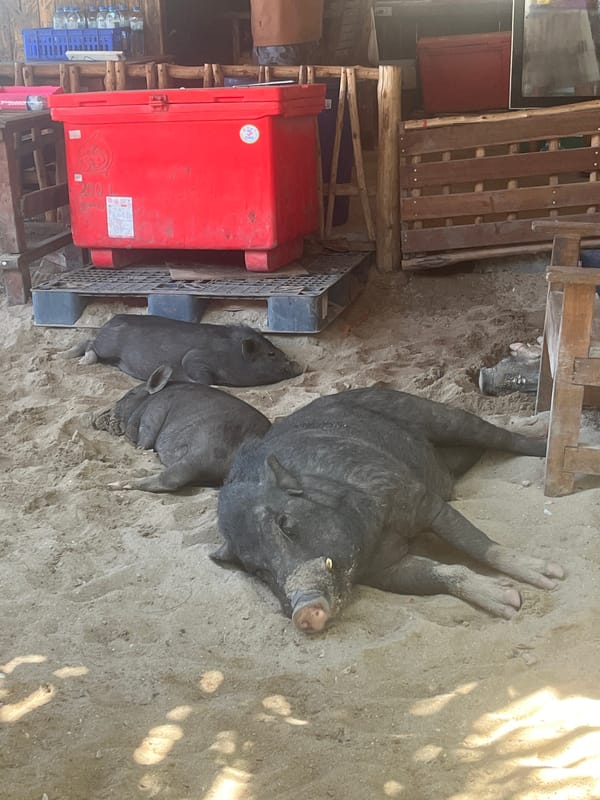 Pigs rest on sandy ground in Thai village