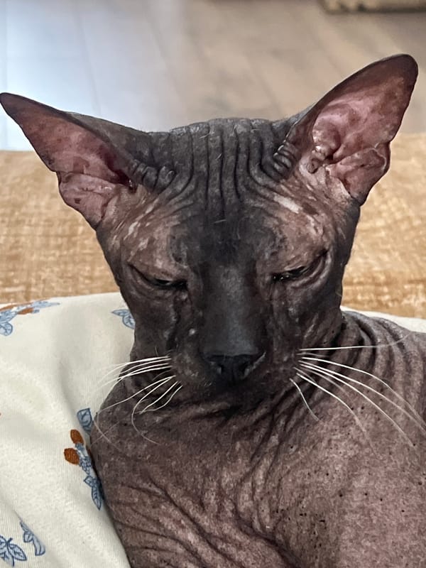 Sphynx cat lounging on a floral duvet in Votkinsk