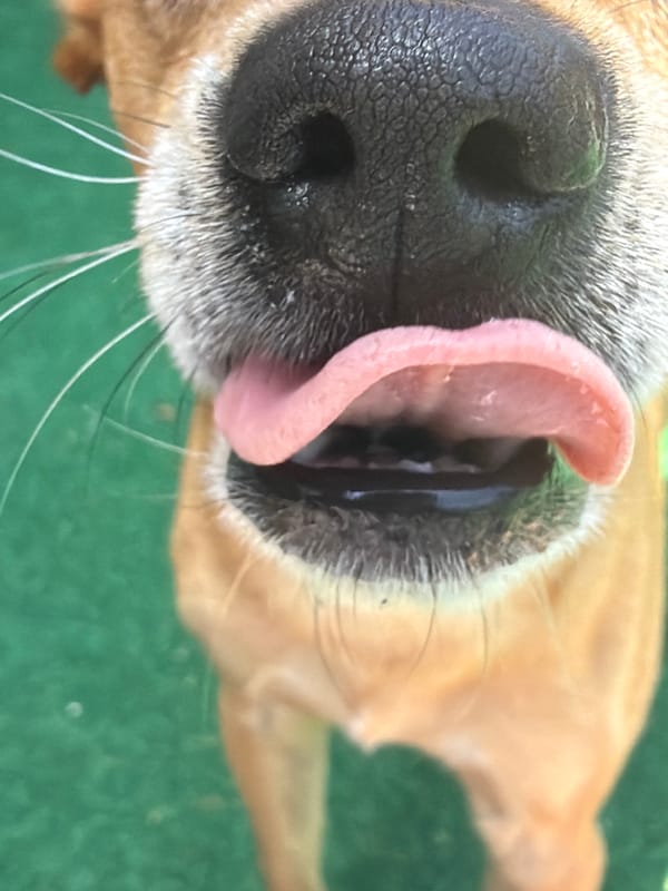 Dog photographed multiple times in Bistritsa, Bulgaria
