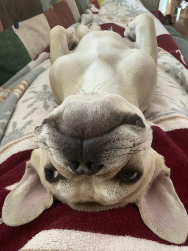 French Bulldog rests on patterned blanket in Varna