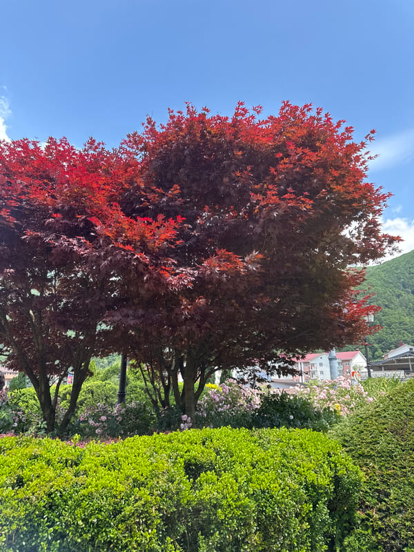 Strolling a tidy Estosadok garden on a sunny morning