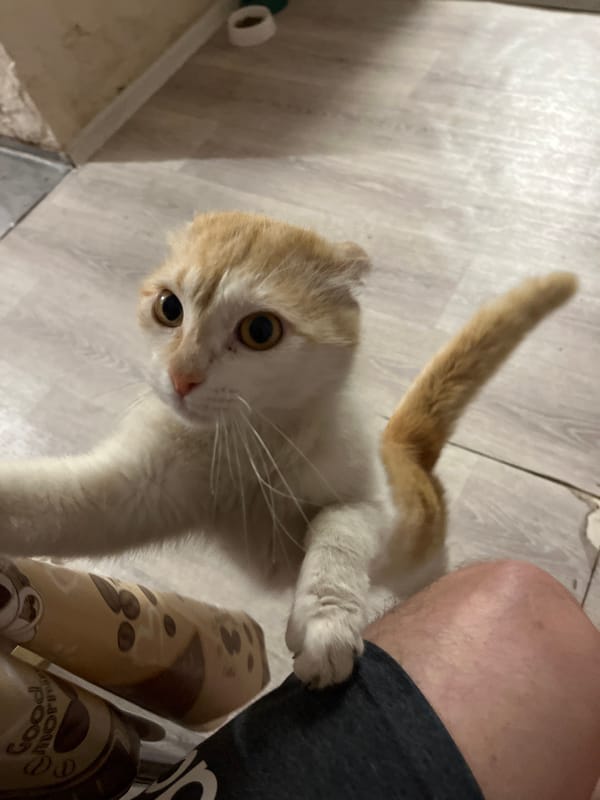 Pets, flowers, and home details from a quiet Semyonov evening