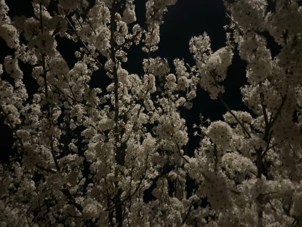 Night blooms documented across Razgrad, Bulgaria by single witness