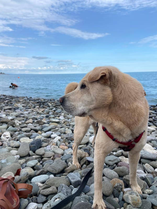 Dog day on the Black Sea shore in Sirius